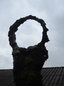 This tree looks like a hand holding a ring - 