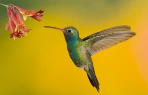 hummingbird-garden-hover